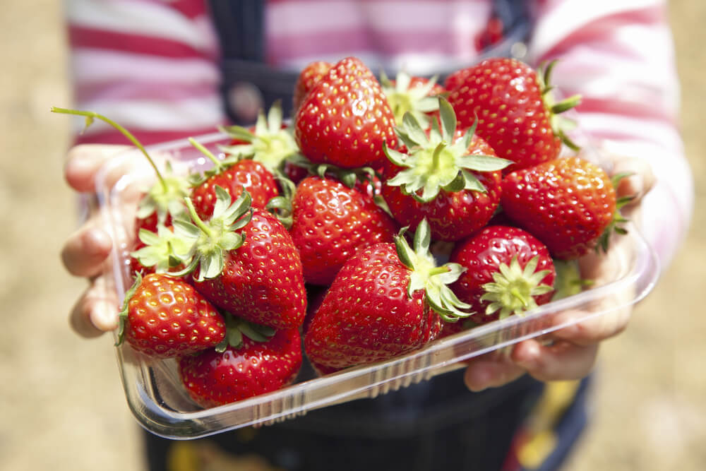 What are Japanese strawberries? A Quick Guide to Japanese Strawberries