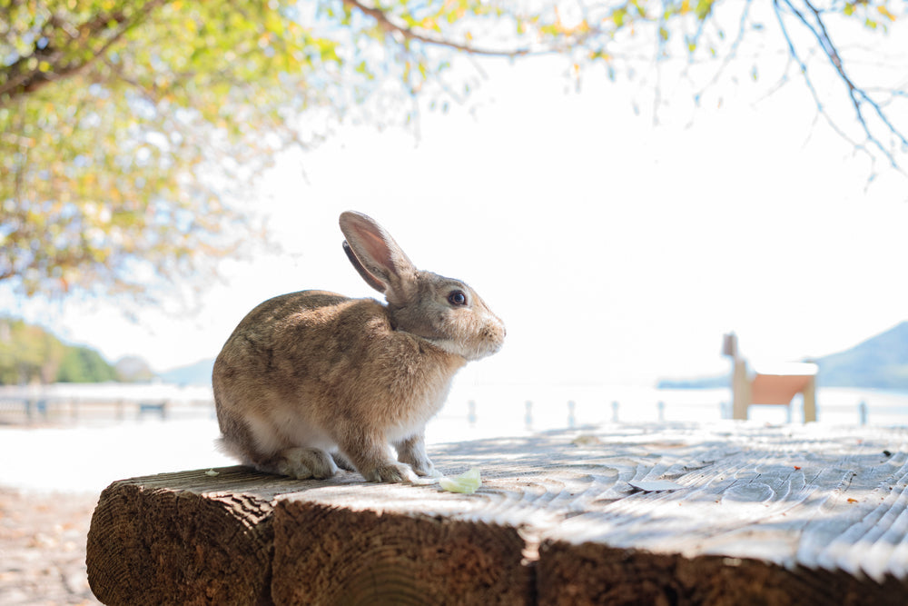 The Secret World of Rabbit Island: A Journey to Okunoshima