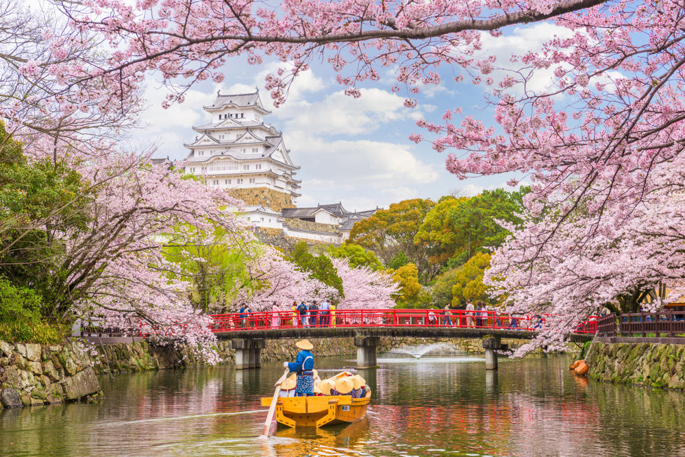 When Cherry Blossoms Bloom in Japan: A Guide to Nature's Most
