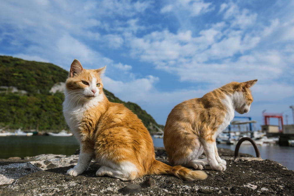 Japan: Aoshima island overrun by cats 