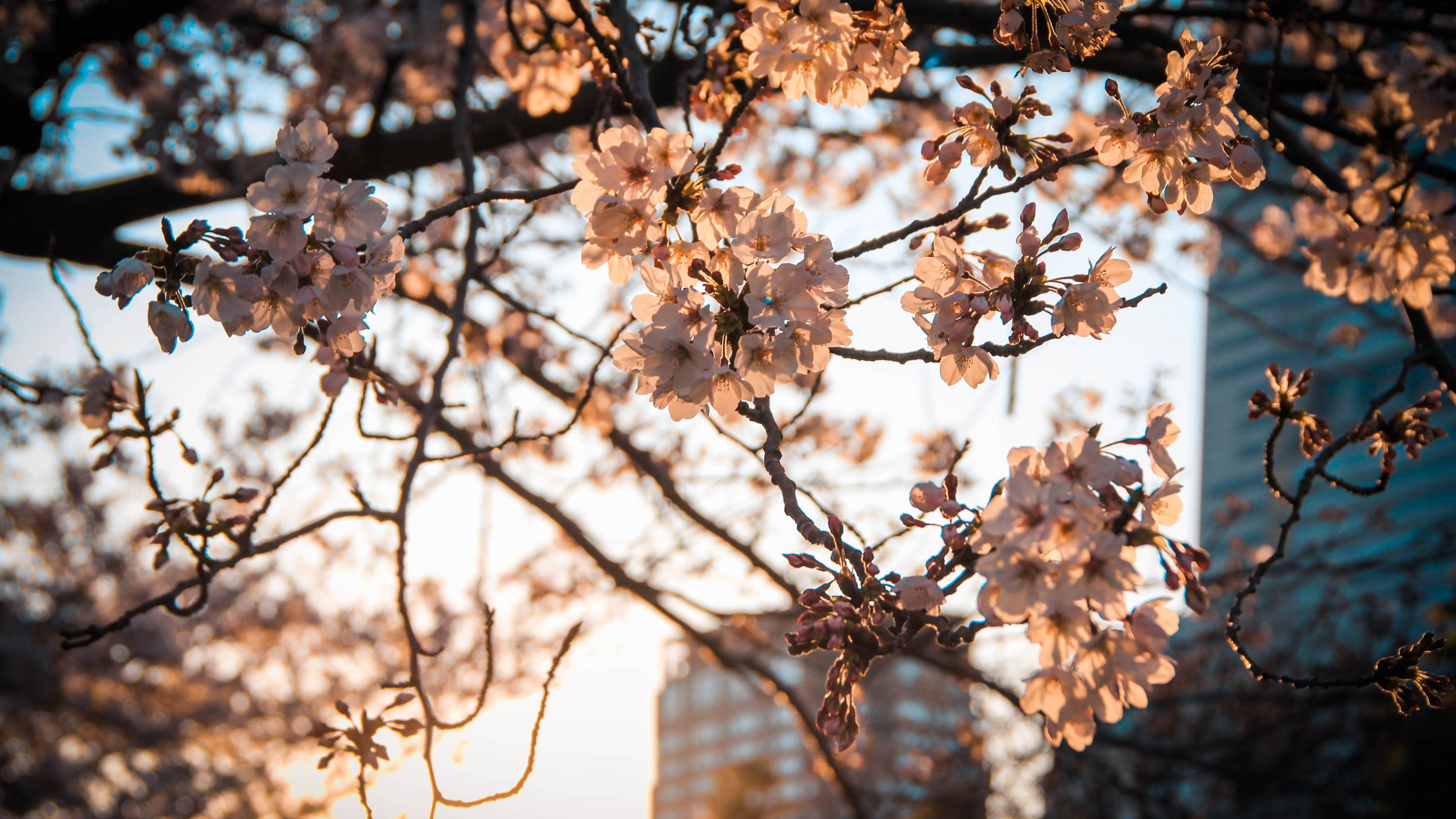 Starbucks Japan Sakura Tumbler, Drinks & Collectibles To Get Your Hands On  - Klook Travel Blog