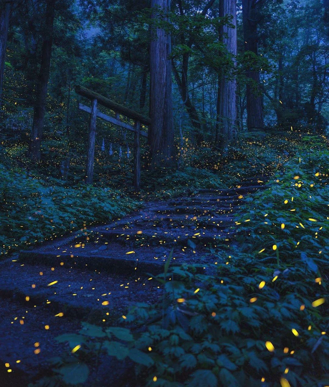 Chasing Light: The Magical Firefly Season in Japan