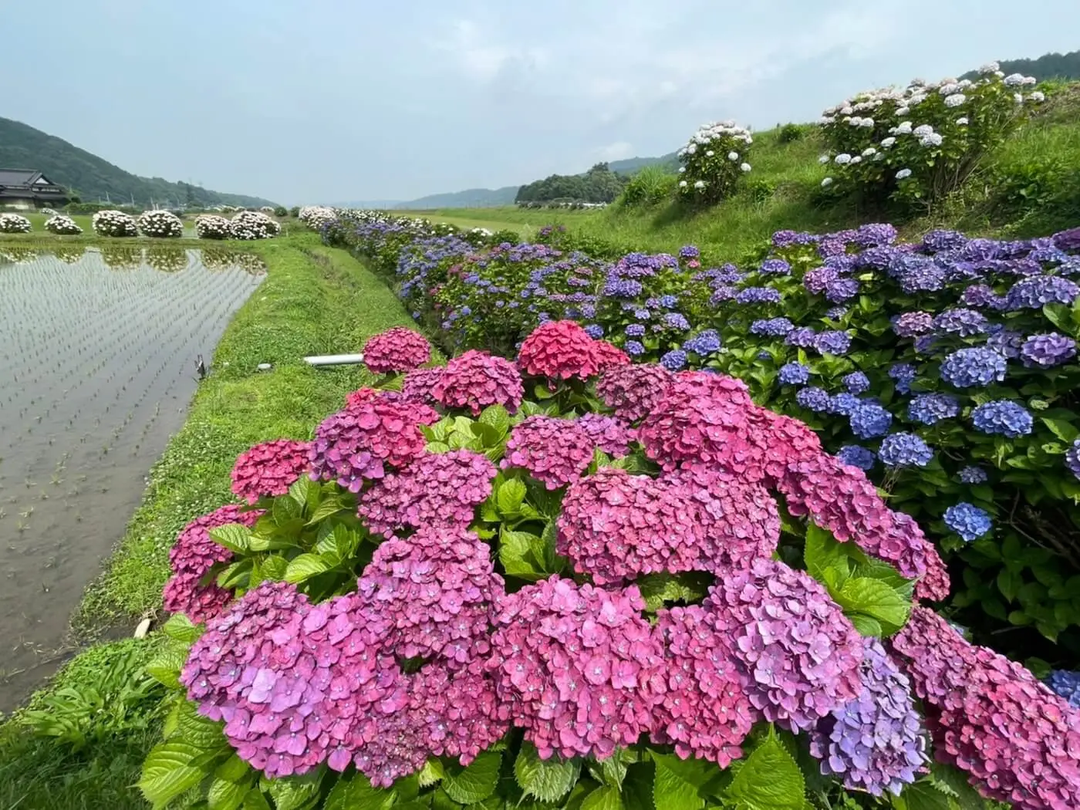 Japan’s Rainy Season Wonder: Exploring Hydrangea Season