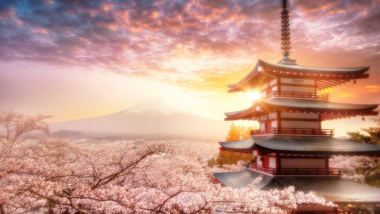 Atami Sakura Guide: Japan’s Earliest Cherry Blossom You Can See in Winter
