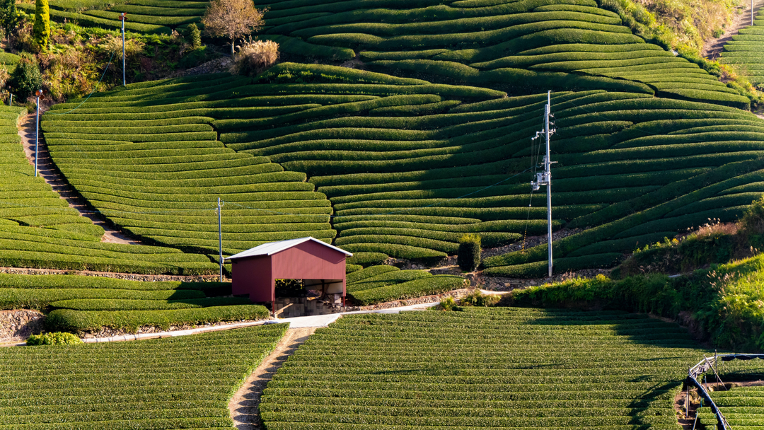 Uji Matcha: Kyoto’s Most Famous Green Tea Explained