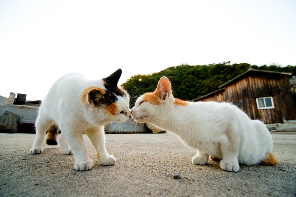 Aoshima: Discovering Japan’s Mesmerizing Cat Island