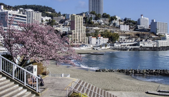 The History of Atami: From Edo-Era Hot Spring Town to Sakura Destination