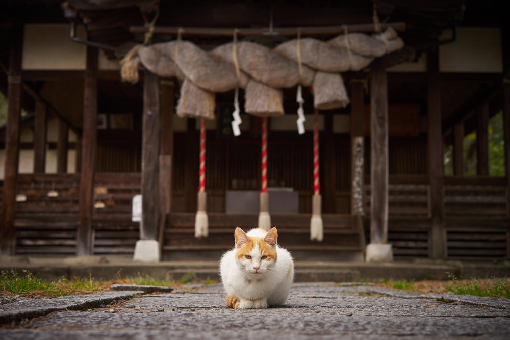 The Cat's Meow: Why Japan Adores Its Feline Friends