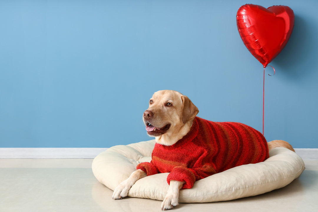 10 Unique Holiday Gift Ideas for Dog Lovers (That Aren’t Just Toys)