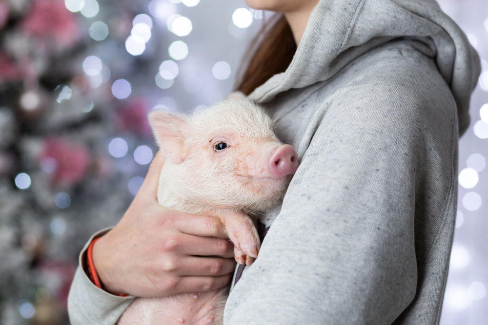 Snout and About: The Charm of Piglet Cafes in Japan