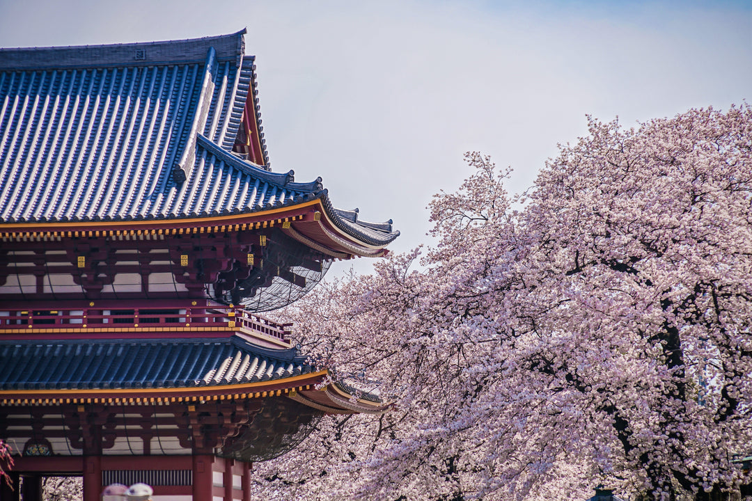 Tokyo Sakura Spots Ranked: Best Places for First-Timers vs Locals