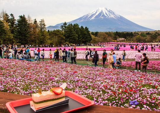 Mount Fuji in Bloom: A Guide to Japan’s Shibazakura Festival