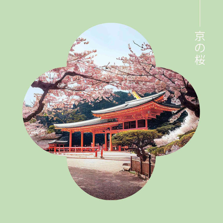 Sakura in Kyoto