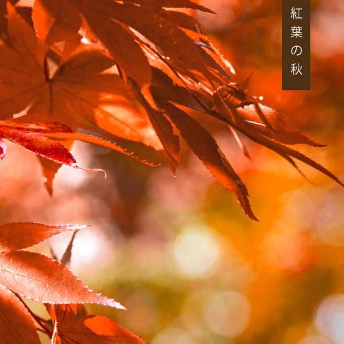 Autumn Kouyou