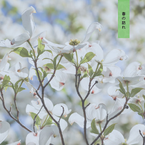 Spring Otozure