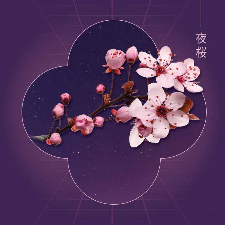Cherry Blossom Nights
