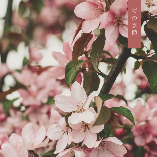 Sakura Season